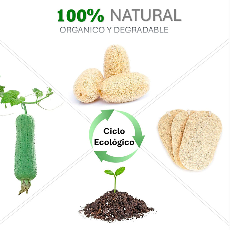 Pack 5 Esponjas de Lufa para Cocina Esponja Natural Exfoliante