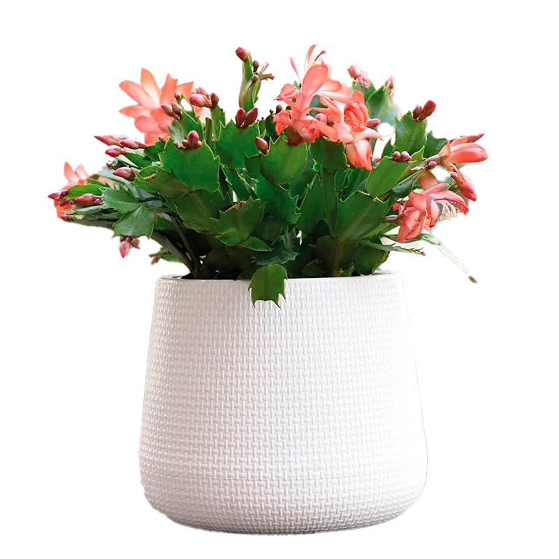Macetero De Plastico Mediano Wakeshome Ancho 24cm Alto 27cm